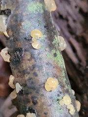 Myxarium nucleatum