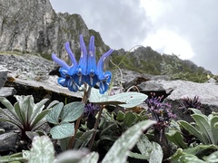 Corydalis hemidicentra