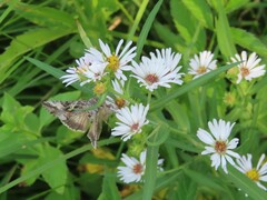 Autographa californica