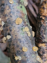 Myxarium nucleatum