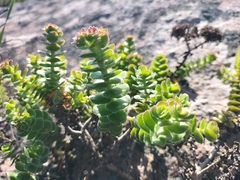 Crassula undulata