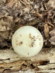 Amanita citrina
