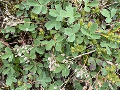 Sibbaldia procumbens