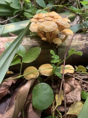 Physalacriaceae