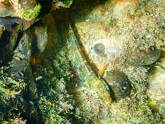 Gobius paganellus