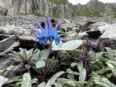 Corydalis hemidicentra