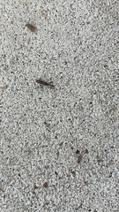 Myodocha serripes