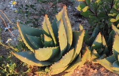 Aloe distans