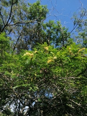 Piptadenia obliqua