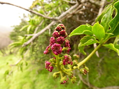 Anisomeria littoralis