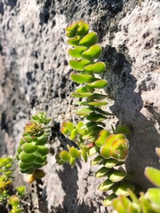 Crassula undulata
