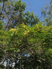 Piptadenia obliqua