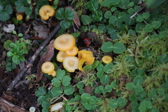 Gloioxanthomyces nitidus