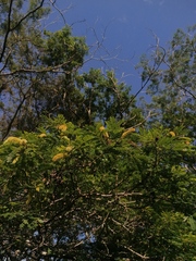Piptadenia obliqua