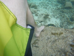 Thalassoma hebraicum