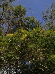 Piptadenia obliqua
