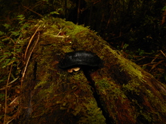 Haemopidae