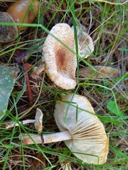Lepiota lilacea