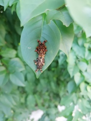 Phobetron hipparchia