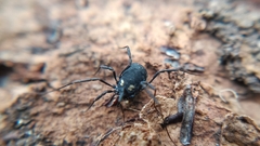 Nemastoma bimaculatum