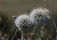 Echinops sphaerocephalus albidus