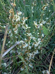 Cuscuta pacifica