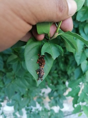 Phobetron hipparchia