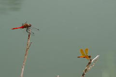 Perithemis intensa