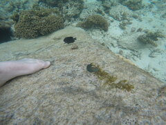 Thalassoma hebraicum