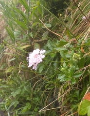 Scabiosa nitens