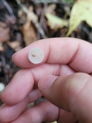 Tetrapyrgos nigripes