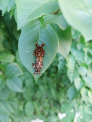 Phobetron hipparchia