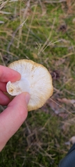 Russula graveolens