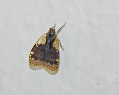 Bothriocera