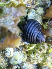 Littorina