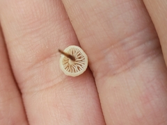 Tetrapyrgos nigripes