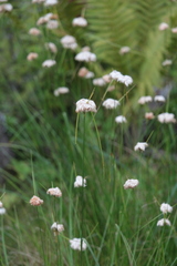 Eriophorum virginicum