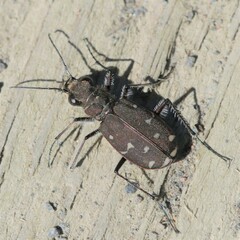 Cicindela duodecimguttata