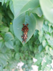 Phobetron hipparchia