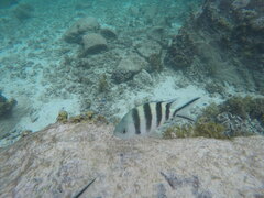 Abudefduf sexfasciatus