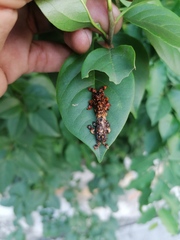 Phobetron hipparchia