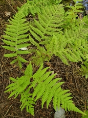 Amauropelta noveboracensis