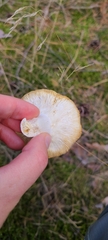 Russula graveolens
