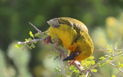 Ploceus capensis