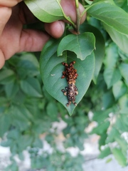 Phobetron hipparchia