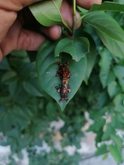 Phobetron hipparchia