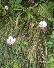 Scabiosa nitens