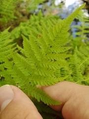 Amauropelta noveboracensis