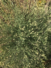 Brickellia eupatorioides