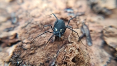 Nemastoma bimaculatum